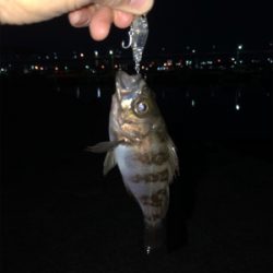 遅まきながらの初釣り