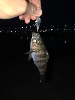 遅まきながらの初釣り