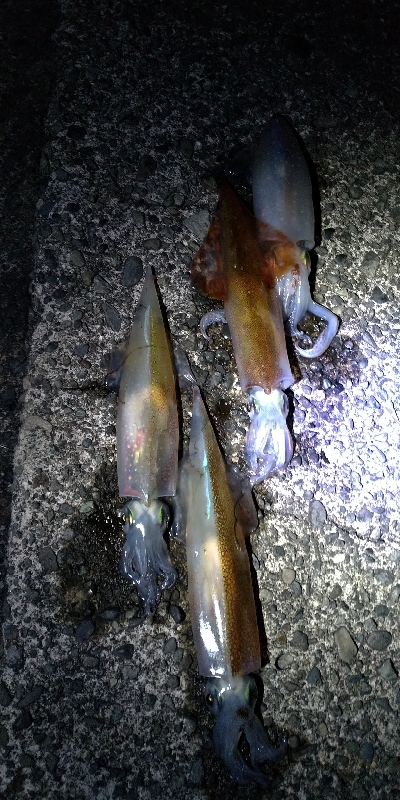 ヤリイカエギング