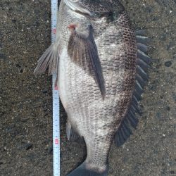 2/11の釣果　チヌチヌサバサバ