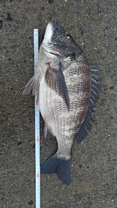 2/11の釣果　チヌチヌサバサバ