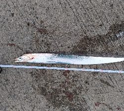 2/16釣果 フカセ釣りでタチウオが!!