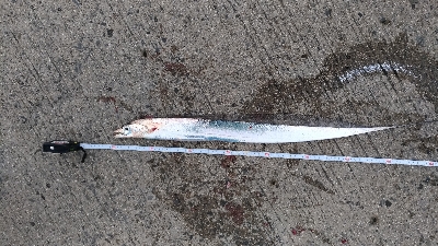 2/16釣果　フカセ釣りでタチウオが！！