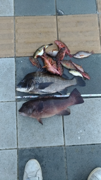 2/23釣果カンダイ、チヌ、メバル、ガシラ…