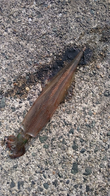 ヤリイカ最終決戦