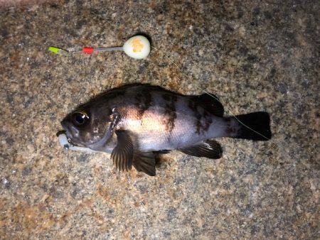 二見メバリング1