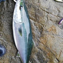 今年初青物(*つ▽`)っ