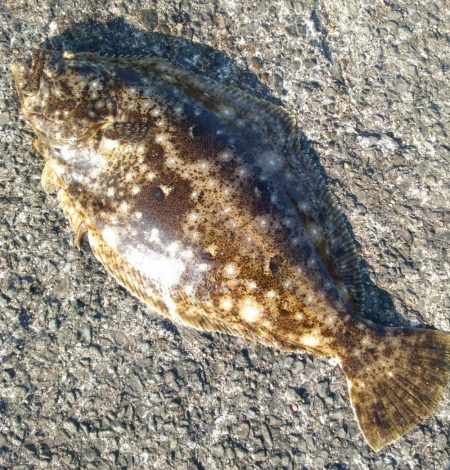 爆風の加太大波止