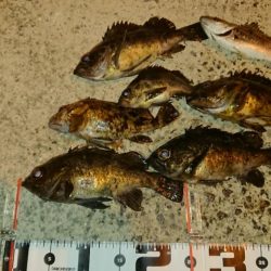 久しぶりのナイスナメバル