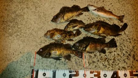 久しぶりのナイスナメバル