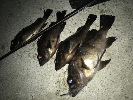 メバルプラッキング