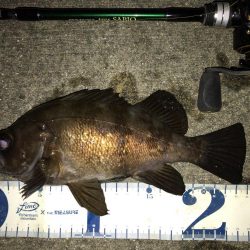 湾奥メバリング