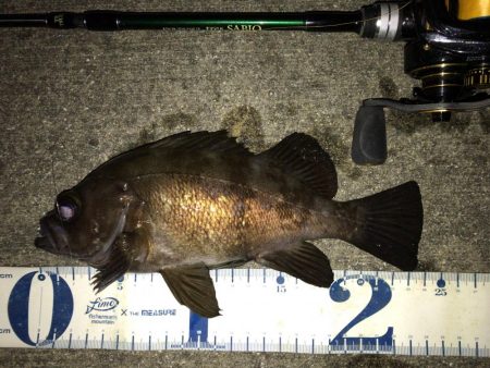 湾奥メバリング