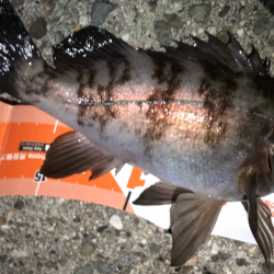 寒空風裏メバリング