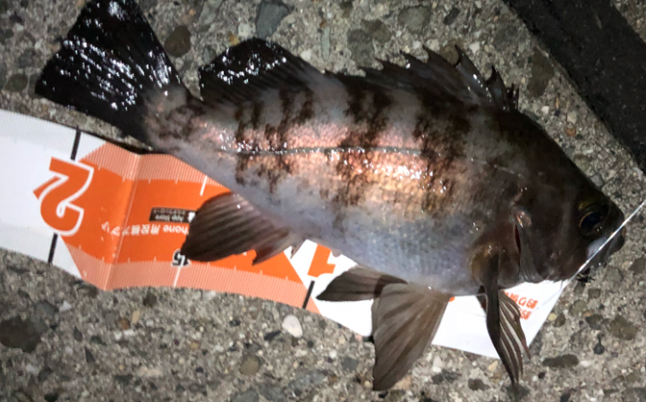 寒空風裏メバリング