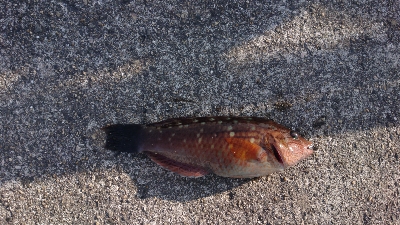 根魚
