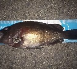 メバルの釣り方