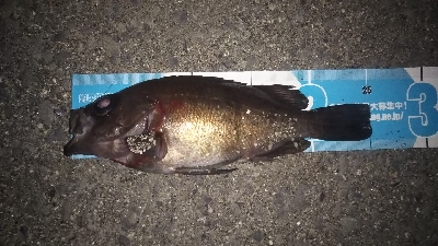 メバルの釣り方