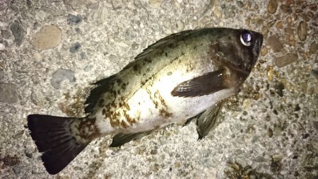 少ないながらもライズあり