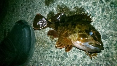 メバルと遊びに