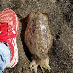 朝マズメから、