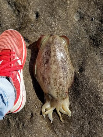 朝マズメから、