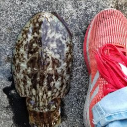 コウイカハンター