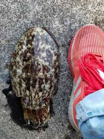 コウイカハンター