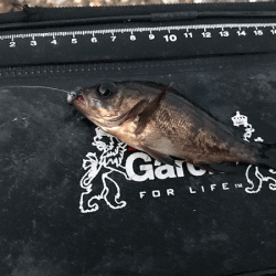 二見メバリング(2019-4)