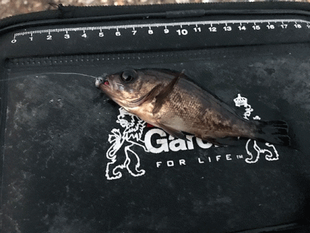 二見メバリング(2019-4)