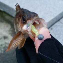雪、雨、霰メバリング