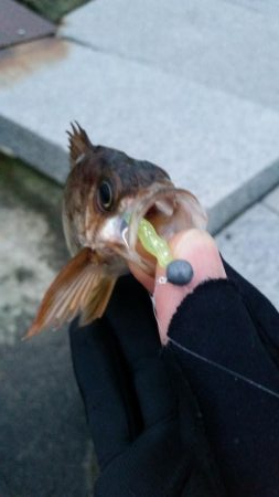 雪、雨、霰メバリング