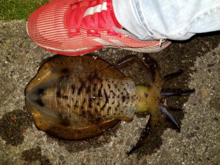 アオリとコウイカ