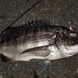 シーバスと思いきや…