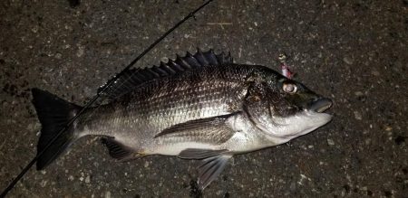 シーバスと思いきや…