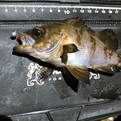 二見メバリング(2019-5)