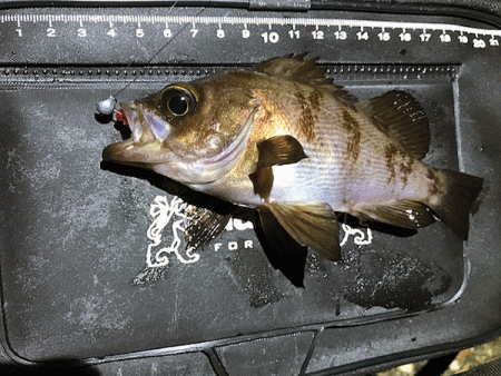 二見メバリング(2019-5)