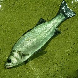 朝練ヒラスズキ釣行ｗ良型ゲットｗ