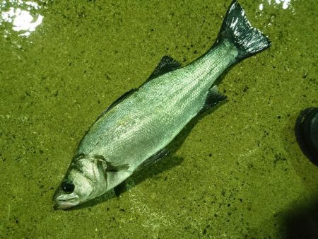 朝練ヒラスズキ釣行ｗ良型ゲットｗ