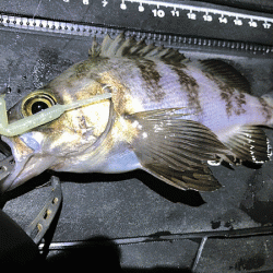 二見メバリング(2019-6)