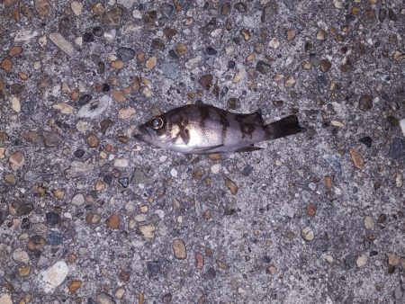 明石短時間釣行