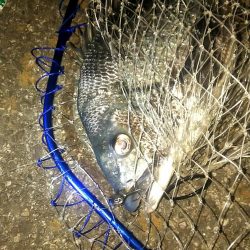 シーバス狙いでチヌ