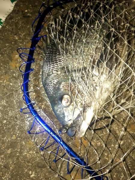 シーバス狙いでチヌ