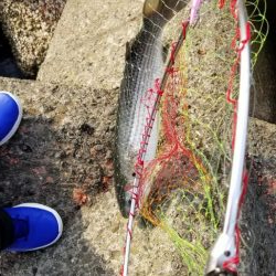 ボラ、ボラ、ボラ、人、人、人