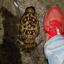 久しぶりにエギング