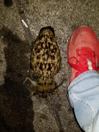 久しぶりにエギング