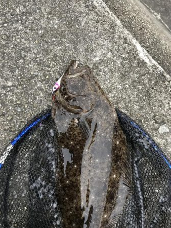 なかなかのサイズ。