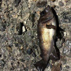 メバルプチ遠征