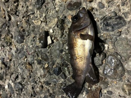 メバルプチ遠征