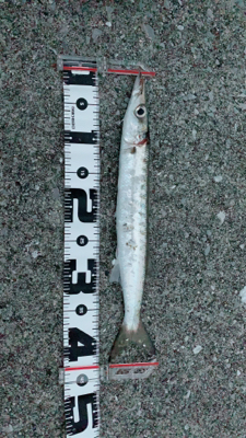 デカマスゲーム